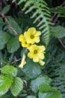 Terceira, Azores, Portugal. Wildflowers and lush greenery. Art Print